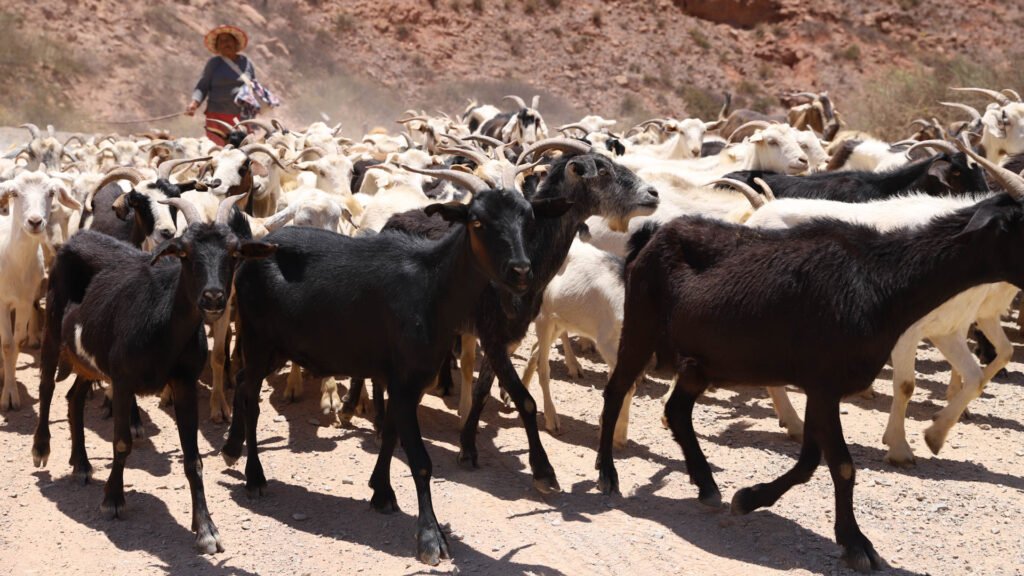 SALTA BUSCA INCORPORAR CARNE DE CABRA Y OVEJA EN LOS MENÚS DE LOS EMPRENDIMIENTOS MINEROS.