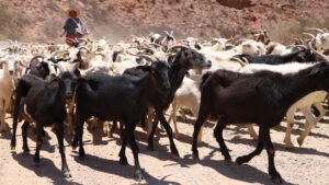 SALTA BUSCA INCORPORAR CARNE DE CABRA Y OVEJA EN LOS MENÚS DE LOS EMPRENDIMIENTOS MINEROS.