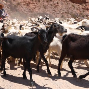 SALTA BUSCA INCORPORAR CARNE DE CABRA Y OVEJA EN LOS MENÚS DE LOS EMPRENDIMIENTOS MINEROS.